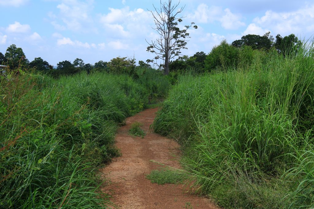 An undeveloped road and tall grass on the side